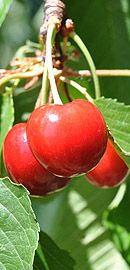 Apfel