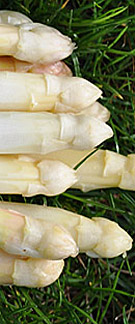 Spargel